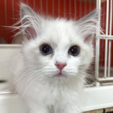 ラグドール【香川県・女の子・2025年8月3日・ブルーポイントバイカラー】の写真「可愛い女の子、チャンピオンベビー」