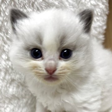 ラグドール【香川県・女の子・2025年11月6日・ブルーポイントバイカラー】の写真「可愛い女の子、チャンピオンベビー」