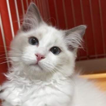 ラグドール【香川県・女の子・2025年8月3日・ブルーポイントバイカラー】の写真「可愛い女の子、チャンピオンベビー」