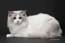 ラグドール【香川県・女の子・2024年11月11日・ブルーポイントバイカラー】の写真4「パパです。ブルーポイントバイカラー」