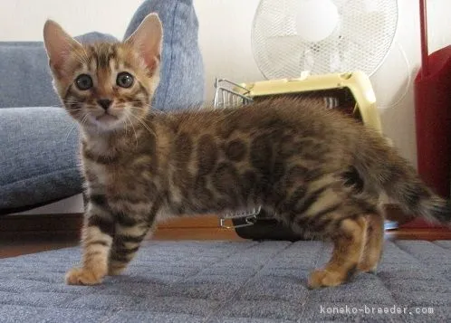 ID：1809-01074の子猫