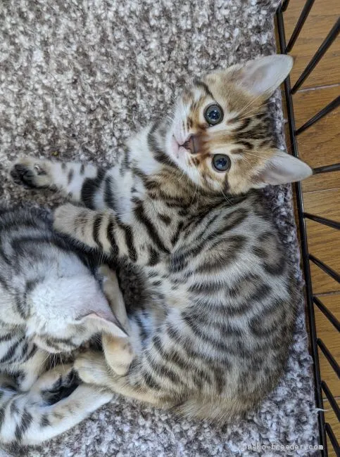 ID：2012-00192の子猫