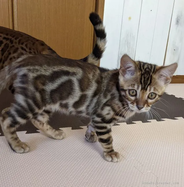 ID：2111-00739の子猫