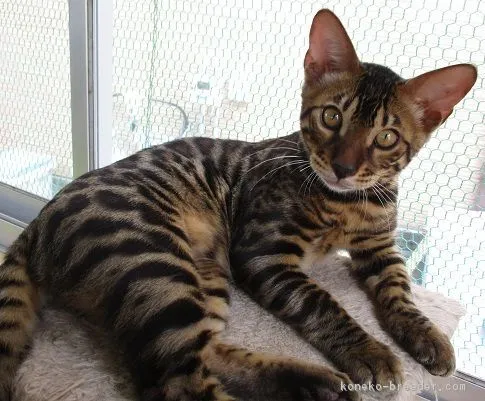 ID:1707-00483の子猫