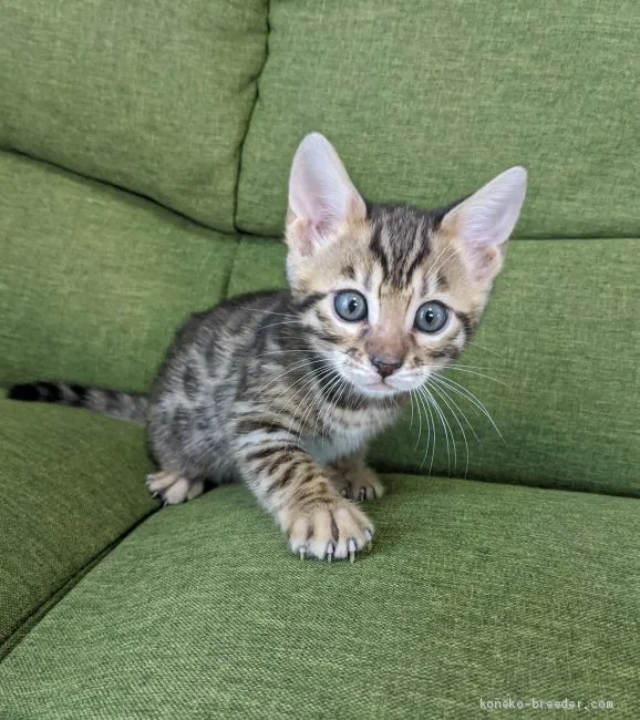 ID:2011-00213の子猫