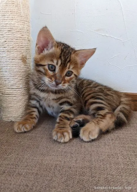 RUU 様のお迎えした子猫