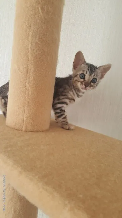 ID:1909-01791の子猫