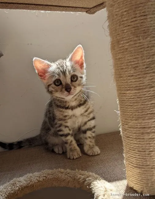 ID：2204-00774の子猫