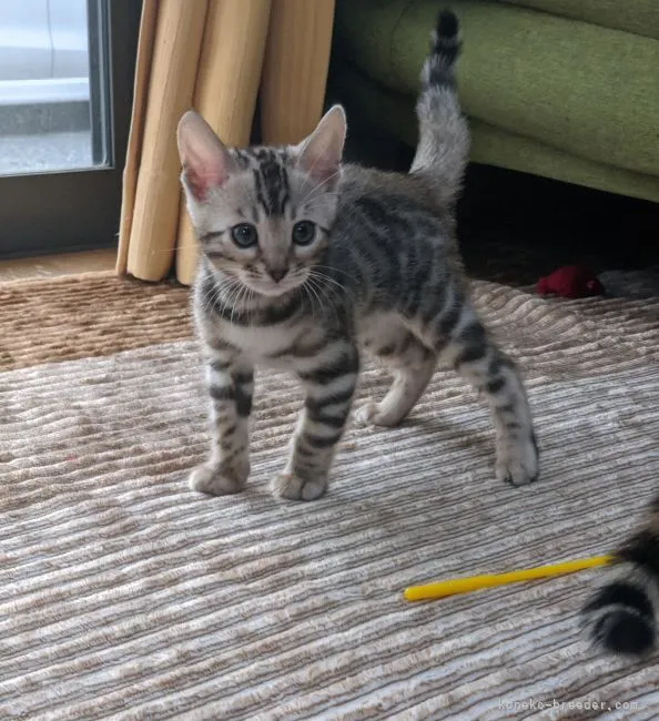 ID：2111-00738の子猫