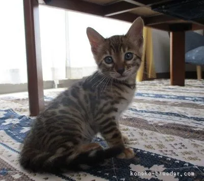 ID:1710-00592の子猫