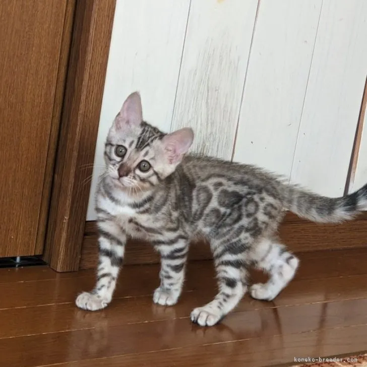 ID：2311-00208の子猫