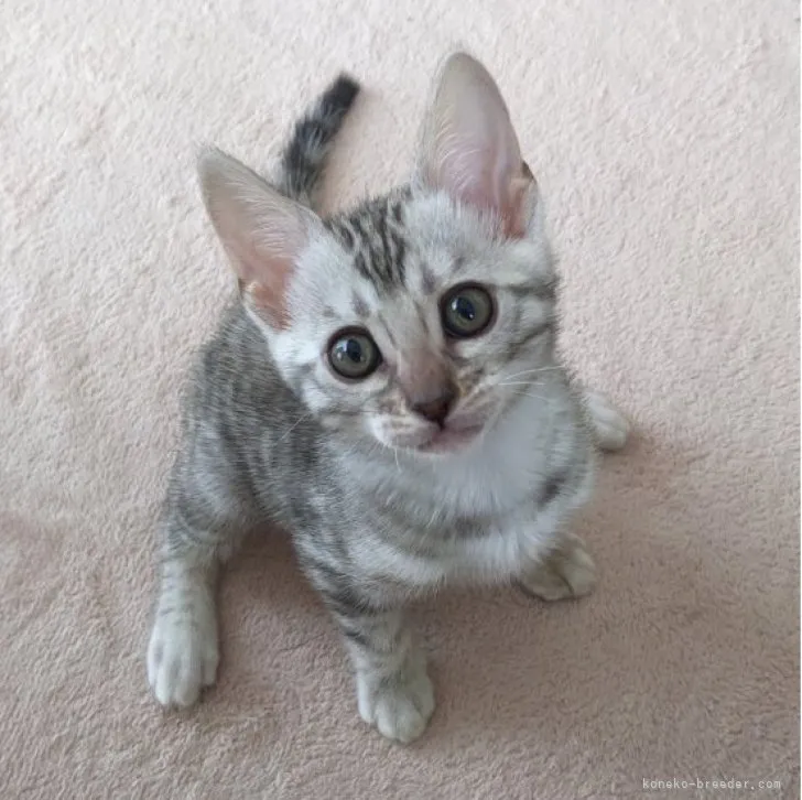 ID:2306-03601の子猫