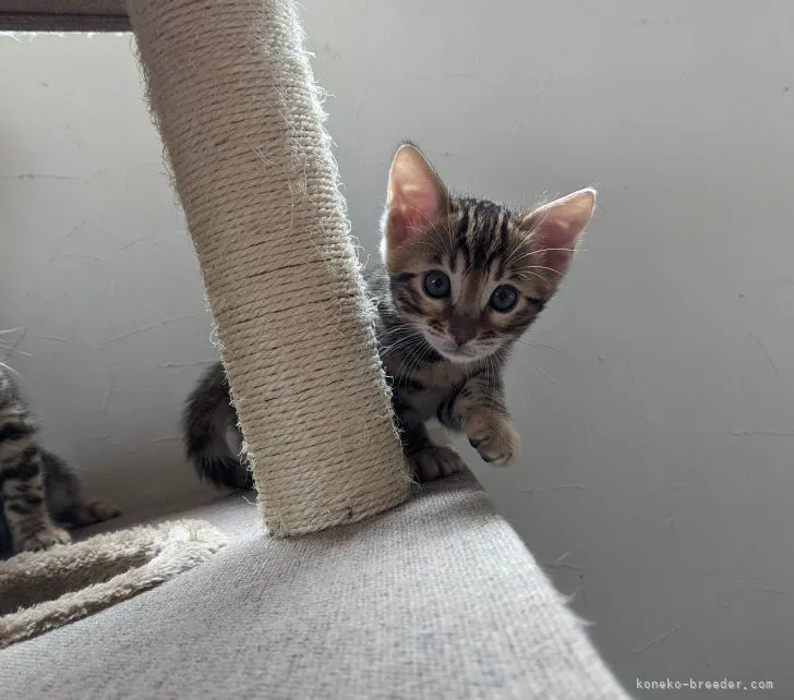 ID:2204-00750の子猫
