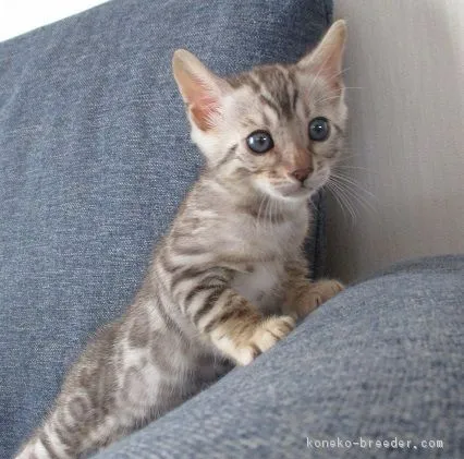 ID：1809-00964の子猫