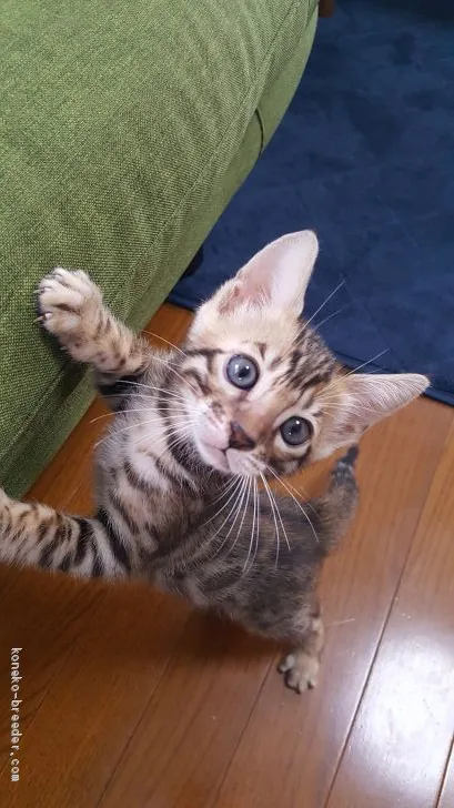 ID：1910-01542の子猫