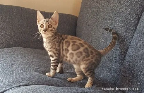 ID:1711-00172の子猫