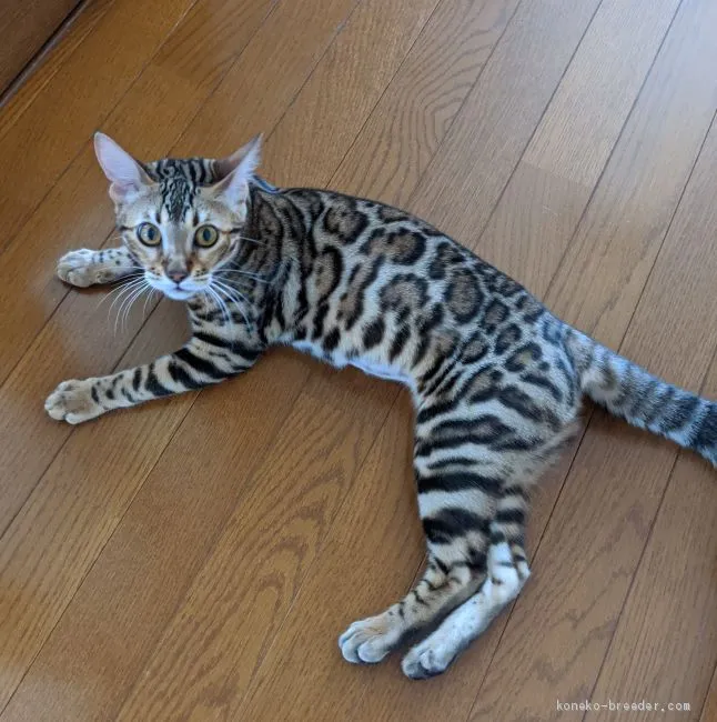 ID:2006-01731の子猫