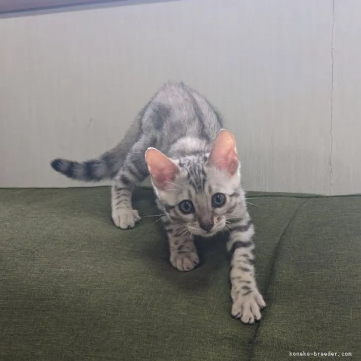 ID：2306-03525の子猫