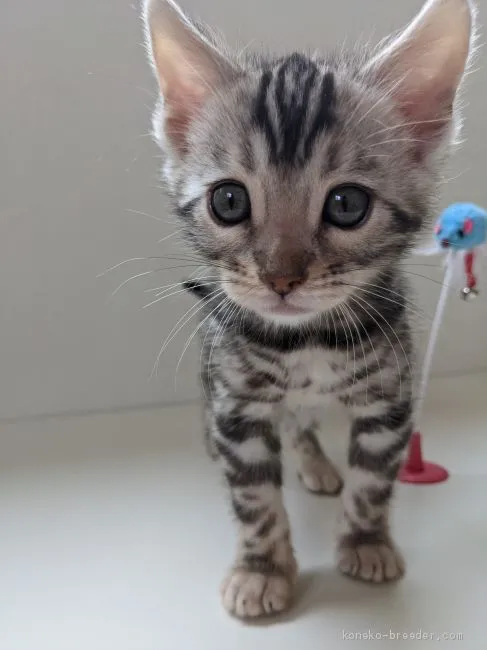ID：2102-00681の子猫