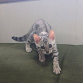 ベンガル