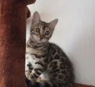 ベンガル【福岡県・女の子・2017年12月23日・ブラウンスポテットタビー】の写真2