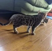 ベンガル【福岡県・女の子・2020年2月6日・ブラウンスポテッドタビー】の写真3