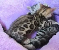 ベンガル【福岡県・女の子・2017年12月23日・ブラウンスポテットタビー】の写真3