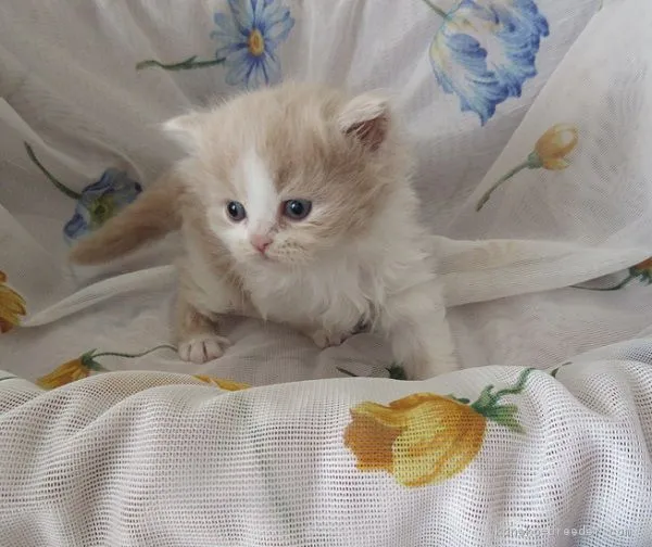 スコティッシュフォールド(立ち耳)【北海道・男の子・2017年8月23日・クリームタビー&amp;ホワイト】の写真1