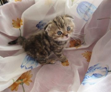 スコティッシュフォールド(折れ耳)【北海道・女の子・2018年1月14日・ブラウンパッチドタビー（ショート）】の写真「キュートな折れ耳の女の子」