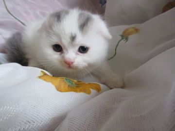 スコティッシュフォールド(折れ耳)【北海道・男の子・2018年8月2日・ブルータビー&ホワイト（厚みあるショートコート）】の写真「折れ耳が丸顔をさらに丸くみせる男の子」