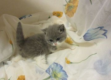 ブリティッシュショートヘア【北海道・女の子・2017年10月6日・ブルー&ホワイト（ショート）】の写真「キュートな女の子」