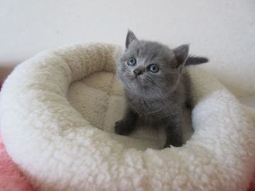 ブリティッシュショートヘア【北海道・女の子・2018年6月4日・ブルー】の写真「キュートな女の子」