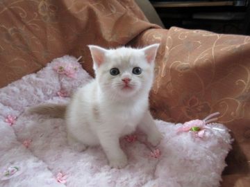 スコティッシュフォールド(立ち耳)【北海道・男の子・2018年11月30日・クリームタビー&ホワイト（ショート）】の写真「丸みのあるボディがキュートです」