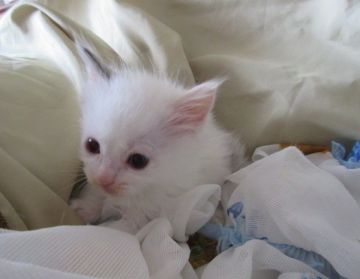 ラグドール【北海道・女の子・2018年2月28日・ブルークリームリンクス（ロングコート）】の写真「キュートな女の子」