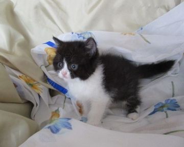 ブリティッシュショートヘア【北海道・女の子・2018年4月6日・ブラック&ホワイト（ショート）】の写真「キュートな女の子」