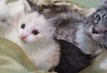 メインクーン【北海道・女の子・2017年8月26日・キャリコスモーク】の写真「きれいなカラー」