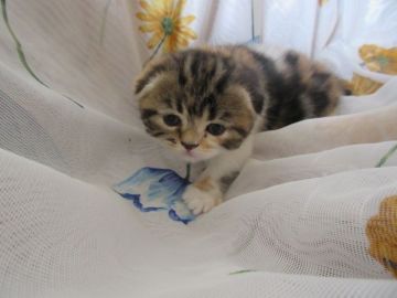 スコティッシュフォールド(折れ耳)【北海道・女の子・2018年6月5日・ブラウンパッチドタビー&ホワイト（ショート）】の写真「丸さがキュートな女の子」