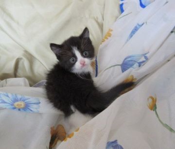 ブリティッシュショートヘア【北海道・女の子・2018年4月6日・ブラック&ホワイト（ショート）】の写真「キュートな女の子」