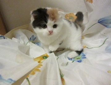 スコティッシュフォールド(折れ耳)【北海道・女の子・2017年10月3日・キャリコ（ショート）】の写真「とにかく可愛い♪」