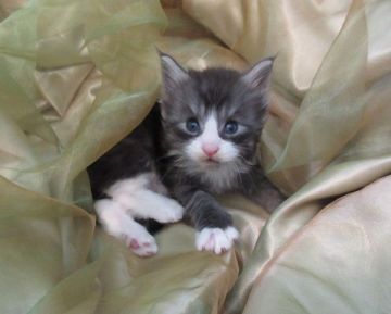 メインクーン【北海道・男の子・2017年8月26日・スモーク&ホワイト】の写真「脱力系の坊ちゃん」