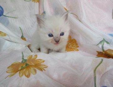 ラグドール【北海道・女の子・2019年2月28日・ブルーミテッド（ロングコート）】の写真「涼しげな美少女」