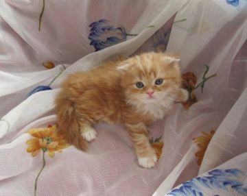 スコティッシュフォールド(折れ耳)【北海道・女の子・2018年1月14日・レッドタビー&ホワイト（ロングコート）】の写真「キュートな折れ耳の女の子」