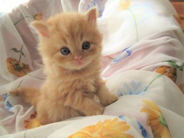 スコティッシュフォールド(立ち耳)【北海道・男の子・2018年1月14日・レッドタビー（ロングコート）】の写真「ほんわか顔立ち可愛い男の子♪」