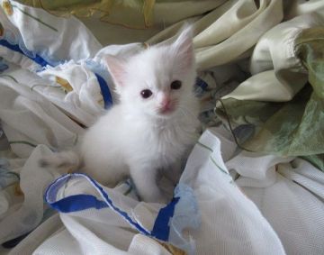 ラグドール【北海道・女の子・2018年2月28日・ブルークリームリンクス（ロングコート）】の写真「ほんわか顔立ち可愛い女の子♪」