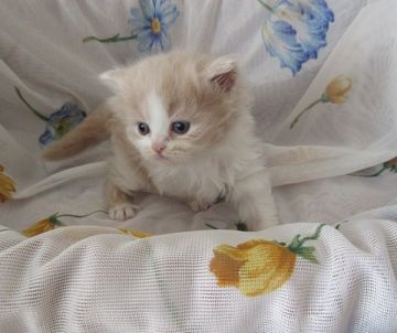 スコティッシュフォールド(立ち耳)【北海道・男の子・2017年8月23日・クリームタビー&ホワイト（ロングコート）】の写真「とにかく可愛い♪」