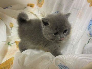 ブリティッシュショートヘア【北海道・男の子・2017年10月6日・ブルー（ショート）】の写真「脱力系の坊ちゃん」