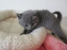 ブリティッシュショートヘア【北海道・女の子・2018年6月4日・ブルー】の写真3