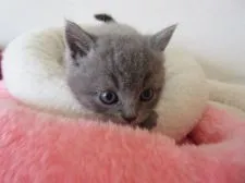 ブリティッシュショートヘア【北海道・女の子・2018年6月4日・ブルー】の写真4