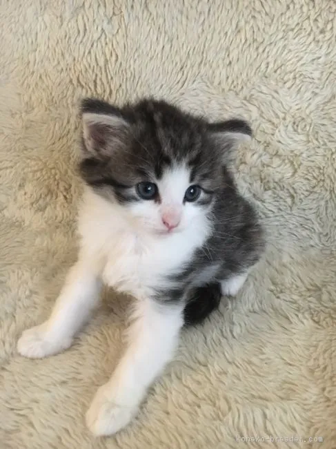 ID：1810-01500の子猫