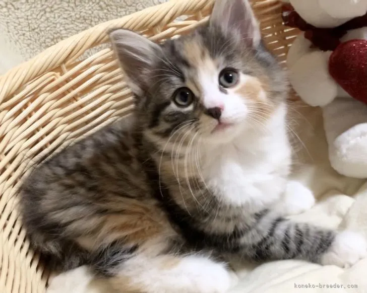 ID：2107-00344の子猫